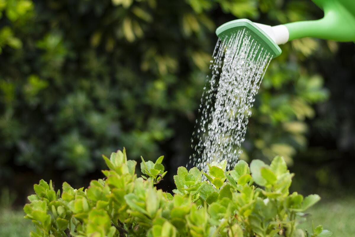 watering-plants